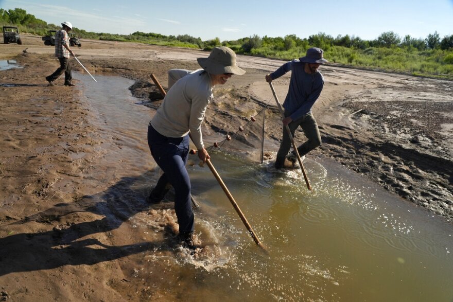 Fish biologists work to rescue the endangered Rio Grande silvery minnows from pools of water in the dry Rio Grande riverbed Tuesday, July 26, 2022, in Albuquerque, N.M. For the first time in four decades, the river went dry and habitat for the endangered silvery minnow — a shimmery, pinky-sized native fish — went with it. (AP Photo/Brittany Peterson)