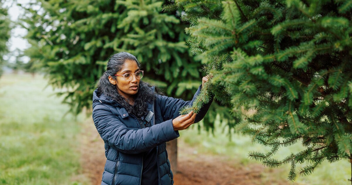 Oregon's Christmas tree specialist tends to one of state's most important (and festive!) crops