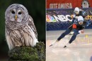 The Owl Prowl at Wehr Nature Center (left) and Olympic hopefuls at the Petit are just two of the events happening this weekend in the Milwaukee area.
