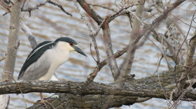 Black-Crowned Night Heron — Shelton, Conn.