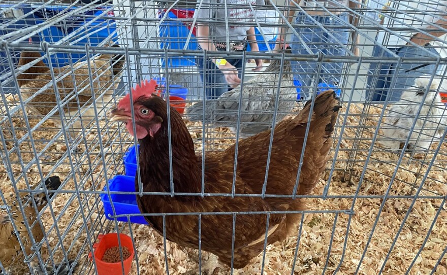 A chicken on display at the livestock