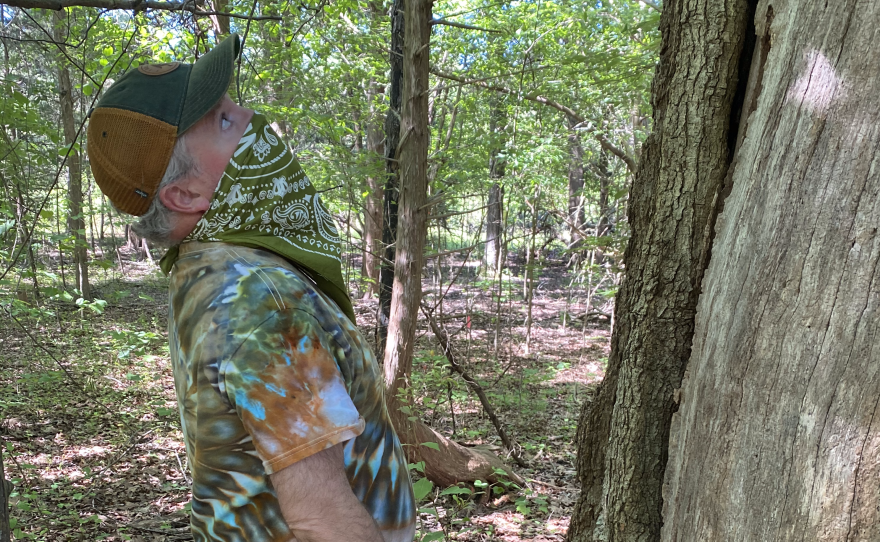 Brett Dupree gazes up at the overcup oak, also known as Treasure Tree #17.