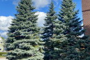 Three blue spruce trees.