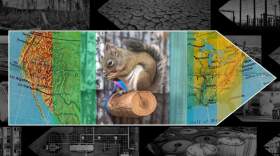 A captive Mt. Graham red squirrel in the breeding program at the Phoenix Zoo. (Courtesy of Phoenix Zoo)