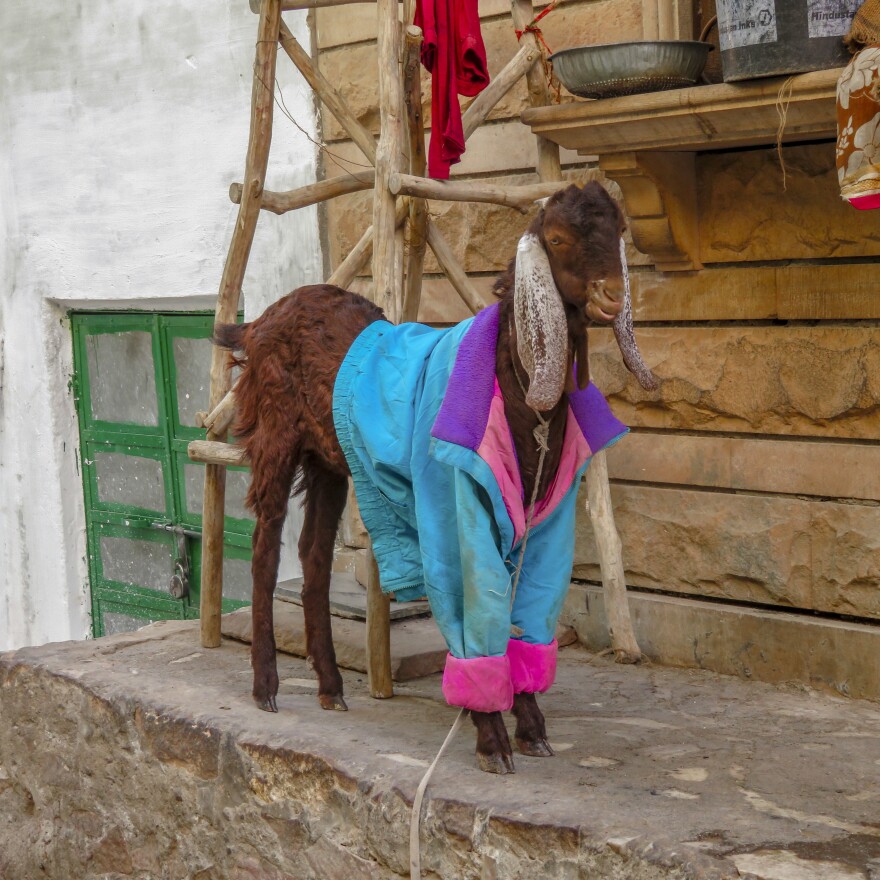 That '90s vibe. FYI, goats are not colorblind.