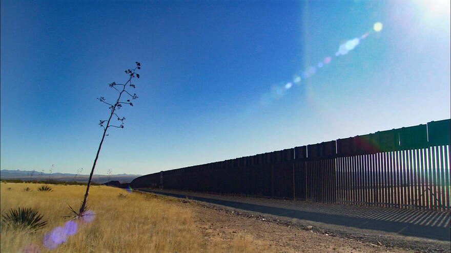 border fence yucca