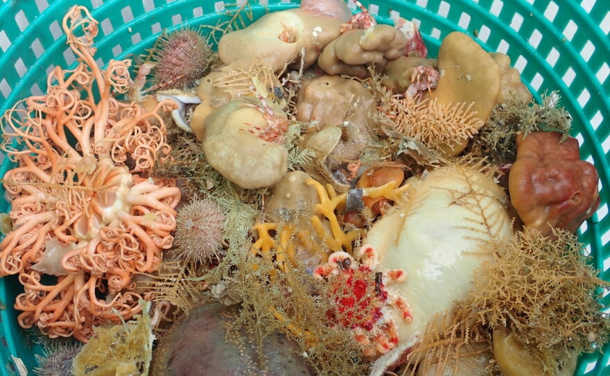Deep-sea sponges and other invertebrates in a collection basket during a bottom trawl survey.