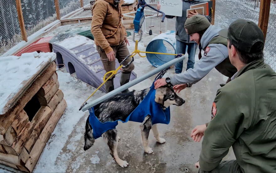 Park rangers weigh 6-month-old Rainier at the Denali National Park sled dog kennels on Oct. 1, 2026.