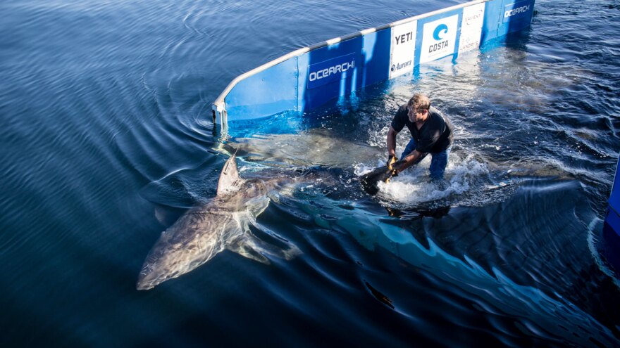 Ocearch tracks great white sharks.