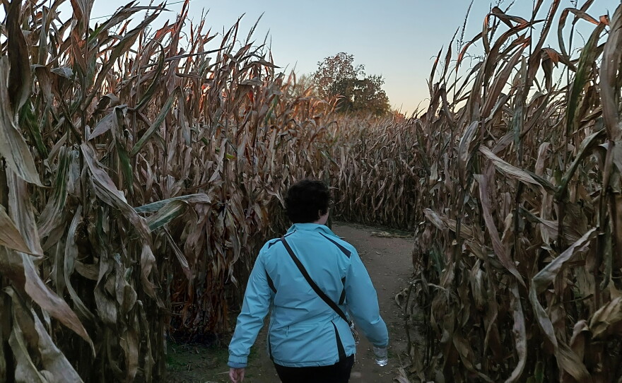 A woman walks through the Blast Corn Maze in Webster Township.