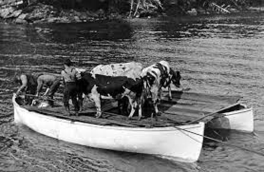 “Cows being transported from Homer to Anchorage and on to mines.” No date.