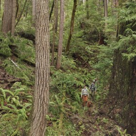 Old-growth forests are at risk under Trump's BLM. Photo courtesy of Cascadia Wildlands.