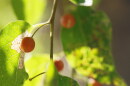 AZILL Desert Plants - Netleaf Hackberry hero 