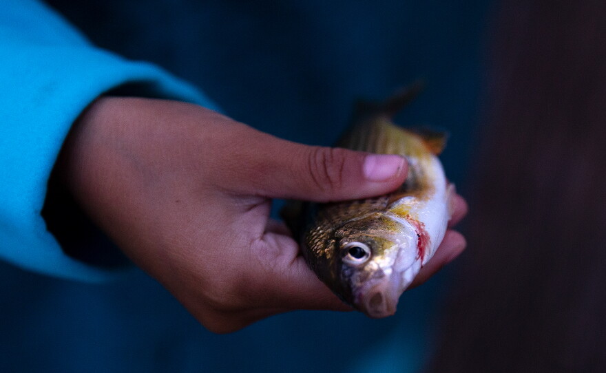 PHOTOS: In Seattle, it's the season of the fish