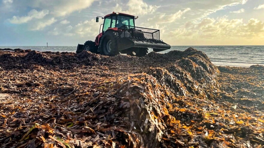 A bulldozer scoops up sargassum on Key Biscayne in 2022.