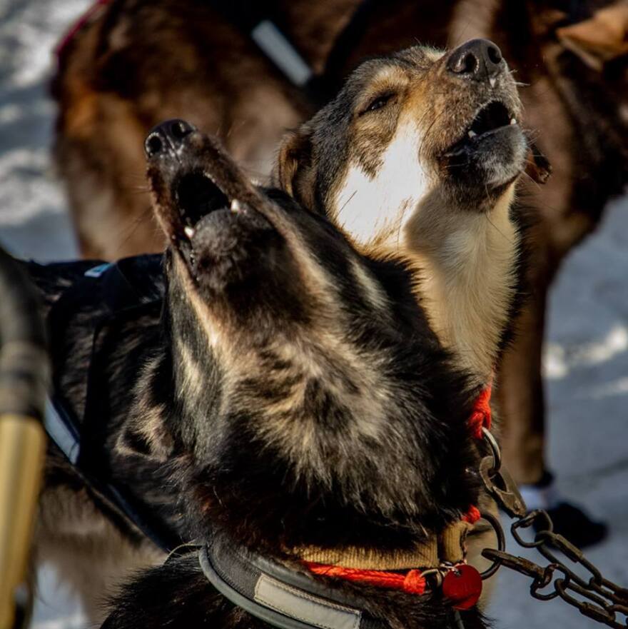 Some dogs on Peter Kaiser's sled team howl before the start of the Iditarod race.