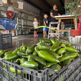 FILE - A basket of fresh harvested green chile waiting to be roasted at Grajeda Hatch Chile Market is seen in Hatch, N.M., on July 12, 2012. New Mexico produced more than 53,000 tons of its most famous crop during the last growing season in 2022, meaning more chile peppers found their way into salsas and onto dinner plates than the previous year. (AP Photo/Susan Montoya Bryan, File)