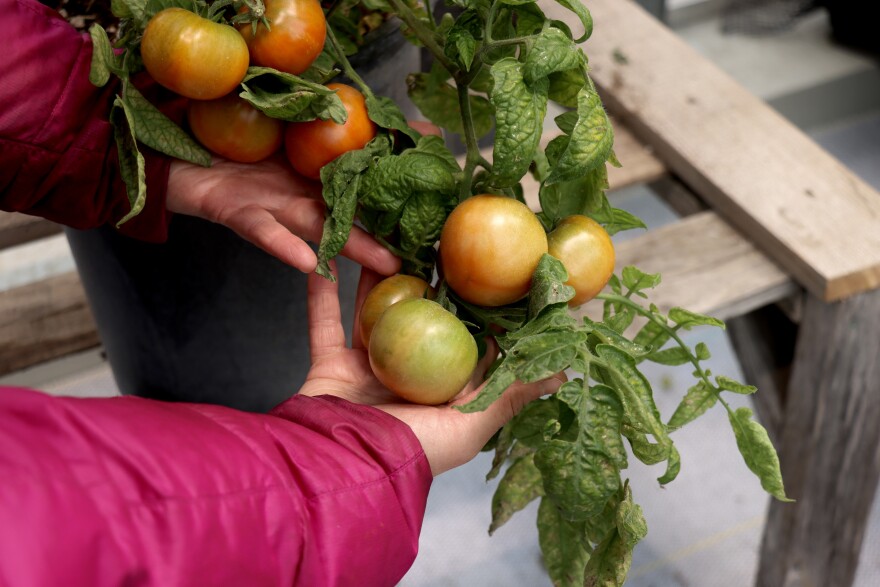 Skagway resident Brooke Jasky-Zuber shows off tomatoes grown at the local farm run by the Skagway Traditional Council.