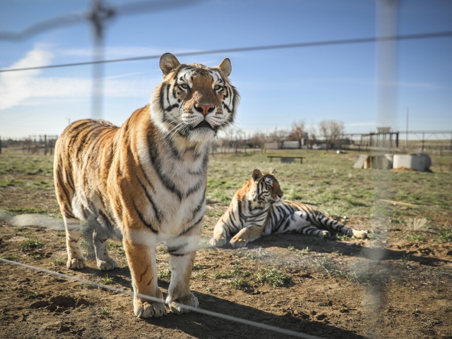 KEENESBURG, CO - APRIL 05: A pair of the 39 tigers rescued in 2017 from Joe Exotic's G.W. Exotic Animal Park relax at the Wild Animal Sanctuary on April 5, 2020 in Keenesburg, Colorado. Exotic, star of the wildly successful Netflix docu-series Tiger King, is currently in prison for a murder-for-hire plot and surrendered some of his animals to the Wild Animal Sanctuary. The Sanctuary cares for some 550 animals on two expansive reserves in Colorado. (Photo by Marc Piscotty/Getty Images)