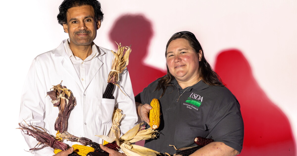Can purple corn replace some synthetic food dyes? Midwest scientists see potential