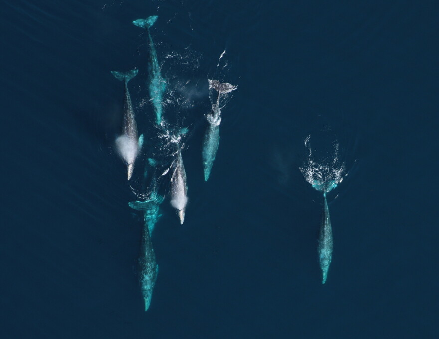 Gray whales migrate south along the Oregon coast between their summer feeding grounds in the Arctic and wintering lagoons in Mexico.