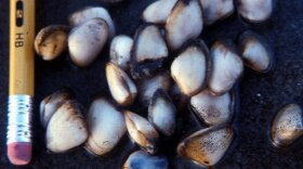 Several Asian clams are seen in this 1994 photo, after they were taken from San Francisco Bay. The Asian clam is one of hundreds of aquatic alien species that thrive in the Bay Area.