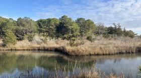 A view of an area at Pleasure House Point Natural Area in Virginia Beach where the city plans to clear trees to make way for wetlands.