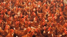 Hundreds of pasture-raised chickens are pictured at a poultry farm near Stilwell, Oklahoma, on Monday, Feb. 9, 2026.