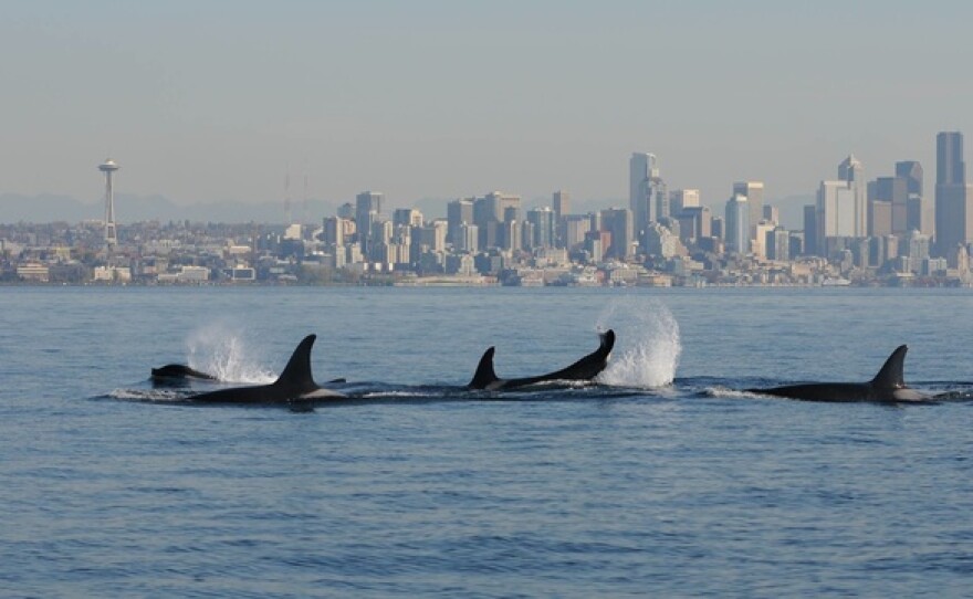 An orca pod travels past the Seattle skyline. A new study shows that pods are most likely led by older females.