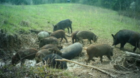Wild pigs are an invasive species that cause damage to other species and carry nearly four dozen types of diseases and parasites, according to the Kentucky Fish and Wildlife Resources Department.