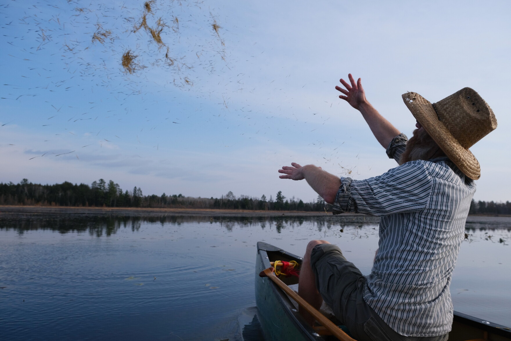 Wild rice dwindled in some parts of the Upper Midwest | Iowa Public Radio
