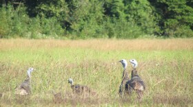 Wild turkeys in Newton County, 2021. Hanson Pusey, 25, from West Lafayette was charged with hunting wild turkeys illegally in Indiana and six other states.