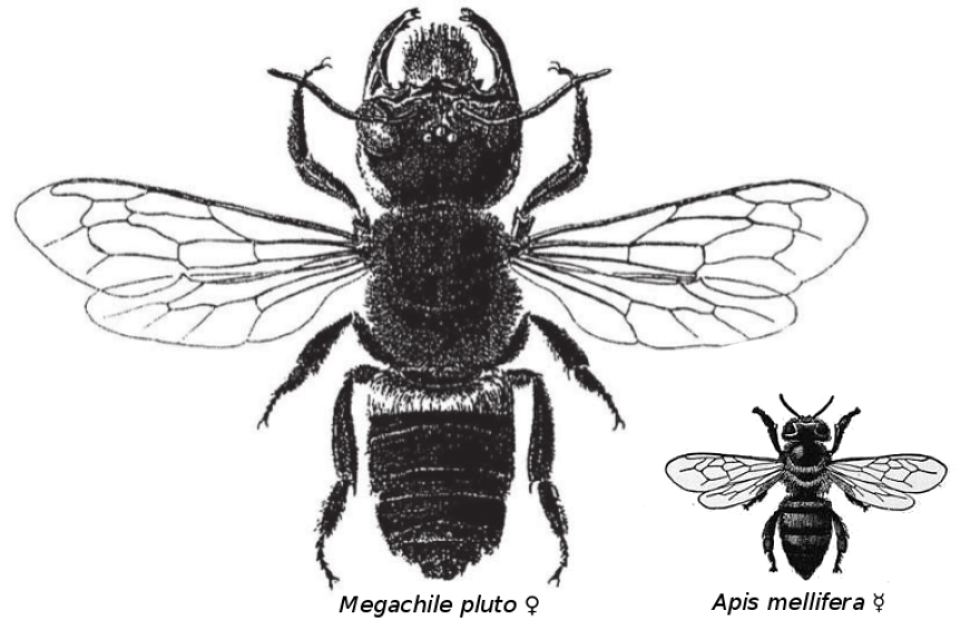 Wallace’s giant bee is the namesake of the naturalist Alfred Russel Wallace, who first collected the bee in 1858.