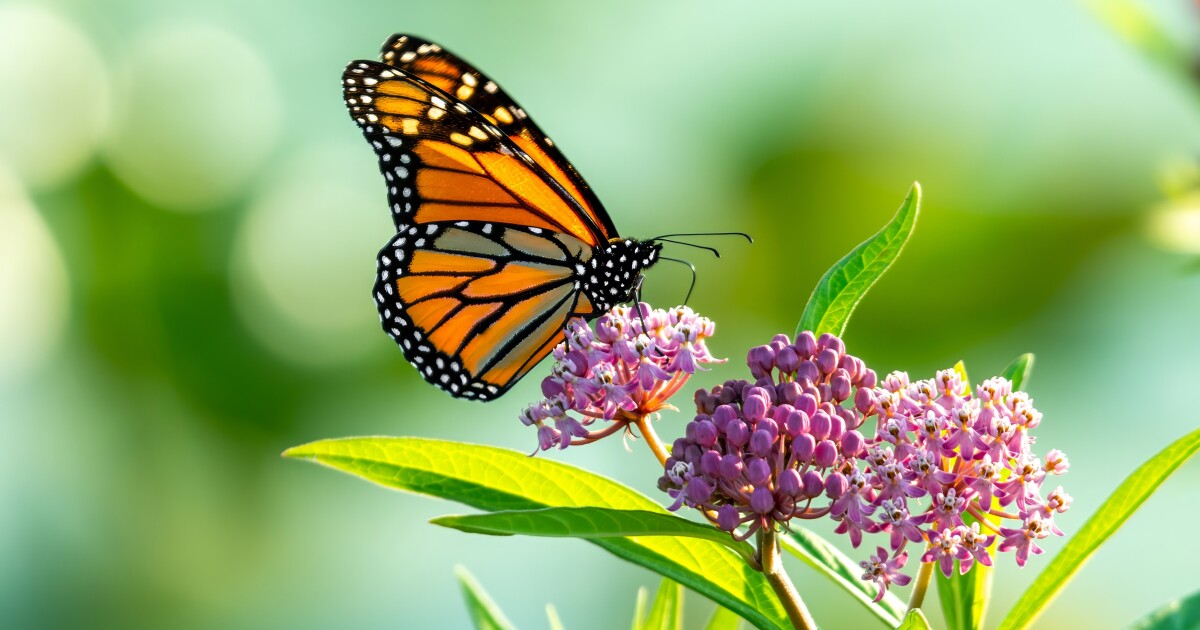 Monarch butterflies reach Michigan in annual migration