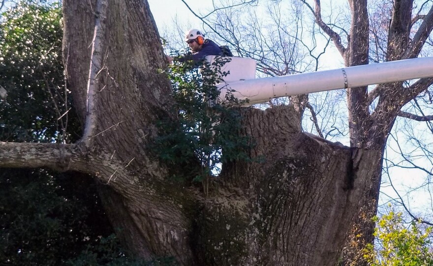 Workers spent a couple of days removing the old tulip poplar, which was on The Duke Mansion site long before the house was built. 