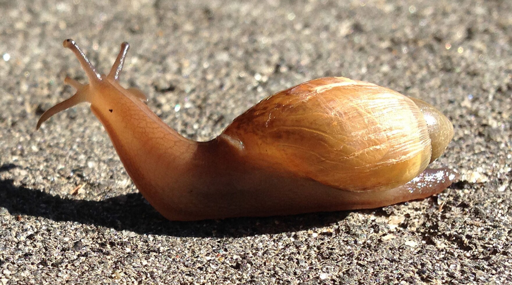 A Cannibal Snail South Carolina Public Radio