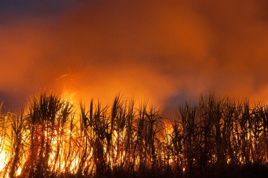 Advocates based in South Florida say a bill moving through the legislature will help protect the practice of sugarcane burning which they say causes negative health impacts to communities of color.