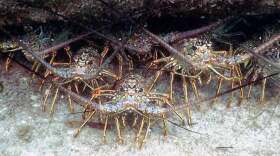 Florida spiny lobsters