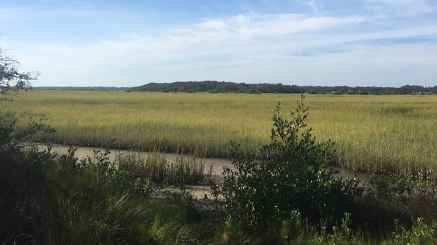 marsh grasses