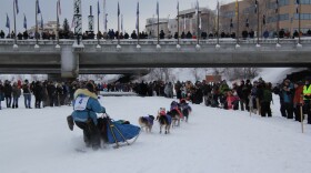 A musher in a blue parka follows a dog team in a chute surrounded by people