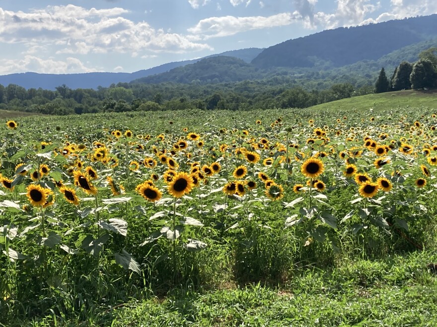 The Chiswell Winery has planted half a million sunflowers on their land near Crozet.