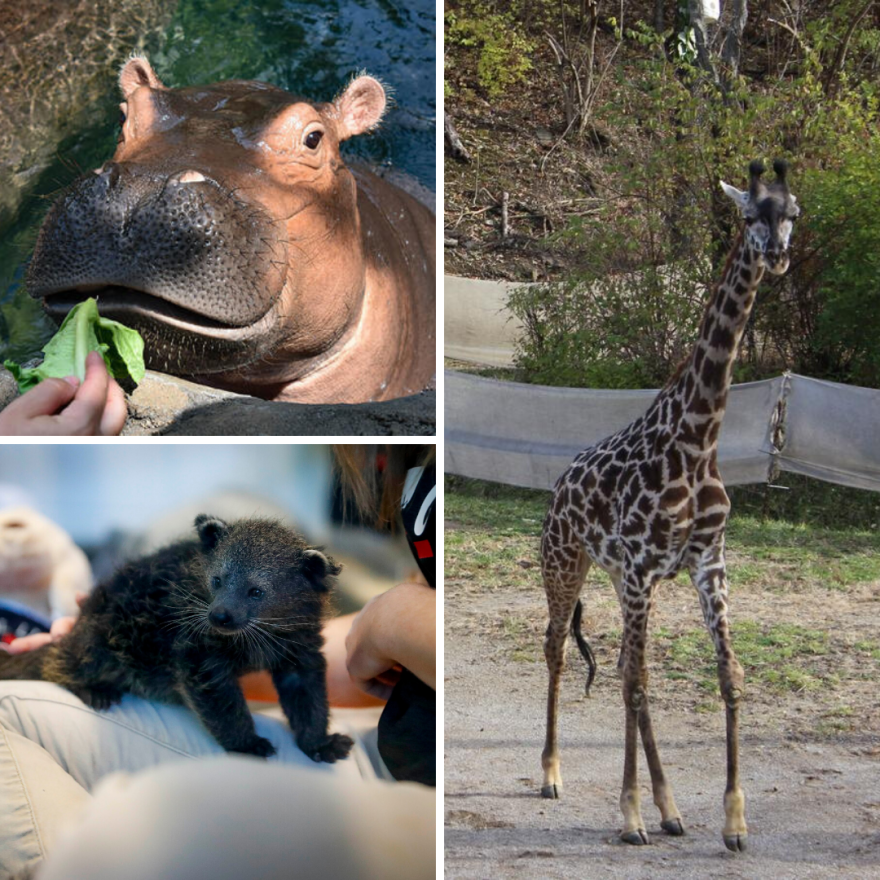 cincinnati zoo virtual call