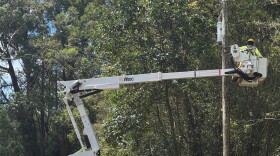 A Hawaiian Electric crew member works on a utility pole at Old Mamalahoa Highway in Honokaʻa, Hawaiʻi Island on Aug. 25, 2026.