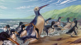 Penguins Paleoart, an artist reconstruction of the two species coming ashore in ancient New Zealand.