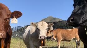 Cattle at Camp San Luis Obispo compliant to follow adaptive reuse of range