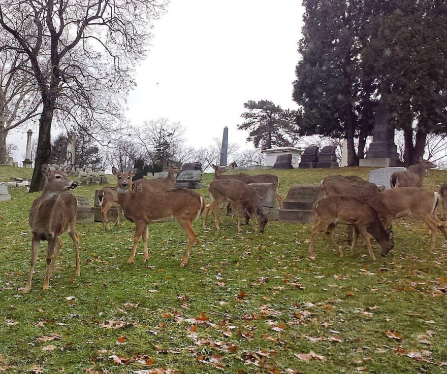 Deer in a cemetery.