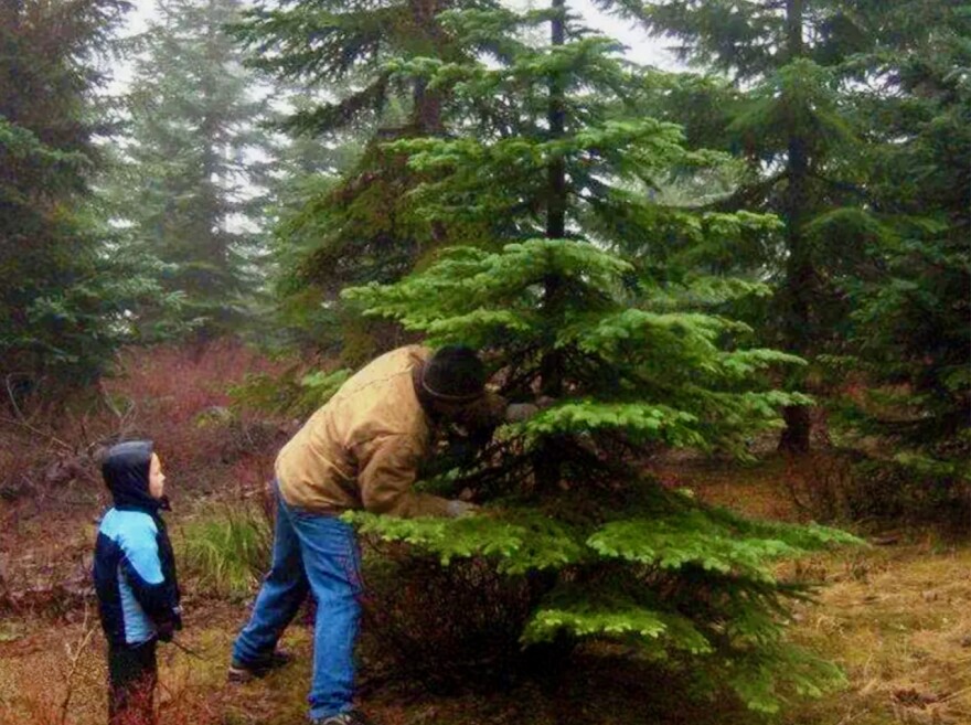 A man and a boy look at a pine tree in a forest
