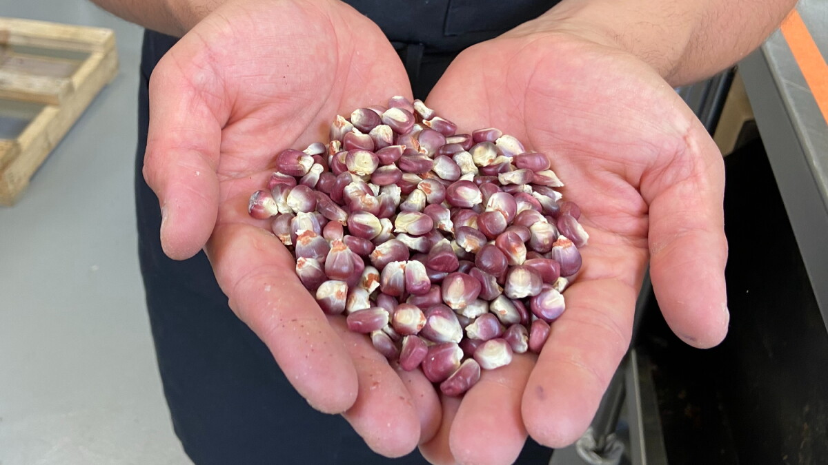 Corn has deep roots in Mexico. Now efforts to ban GMO corn place culture and trade at odds - Vimarsana News