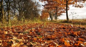 Fallen leaves along a trail 