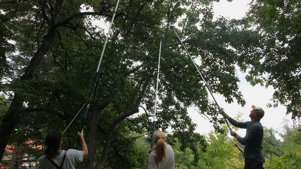 Volunteers with Community Fruit Rescue help harvest apples with wire picker poles